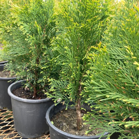 Mazı-Çit Bitkisi (30-40 cm) Mazı-Çit Bitkisi (30-40 cm)