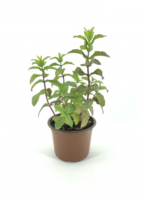 Nane 15-20 Cm Saksıda
