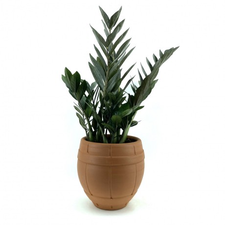 Naturel Toprak Saksı 20X21-Fıçı