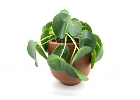 Naturel Toprak Saksı 23X21-Silindir