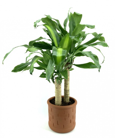 Naturel Toprak Saksı 30X25-Tuğla Desen