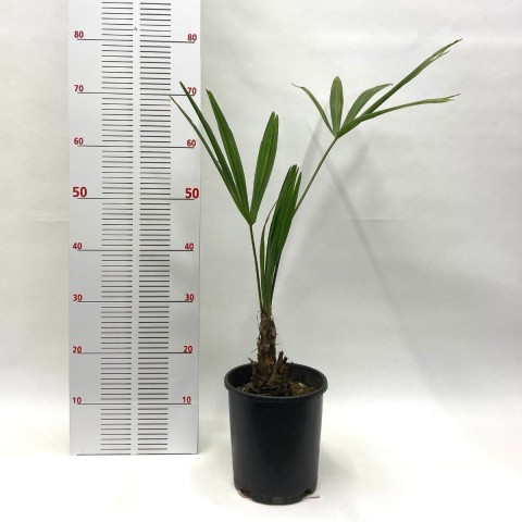 Palmiye Fidanı-Washingtonia Robusto Palmiye (50-60 cm)-3 Adet