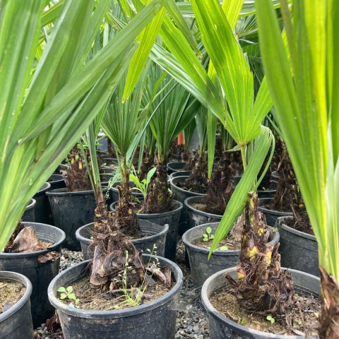 Palmiye Fidanı-Washingtonia Robusto Palmiye (50-60 cm)-5 Adet