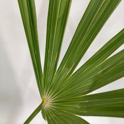 Palmiye Fidanı-Washingtonia Robusto Palmiye (50-60 cm)