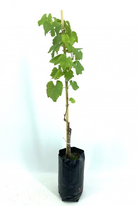 Üzüm-red Globe-2 Yaş-(30-40 cm)