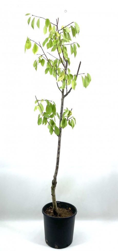 Vişne (kütahya) Fidanı 5 Yaş (170-200 Cm)