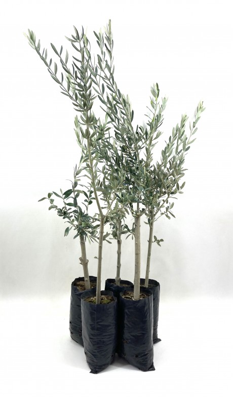 Zeytin Fidanı (gemlik Sofralık Zeytin) 2 Yaş (70-90 cm)-5'li