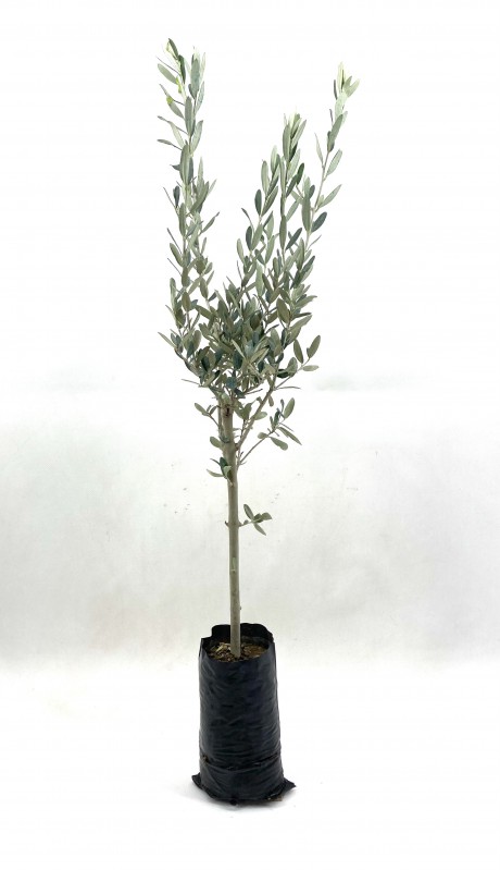 Zeytin Fidanı (Gemlik Sofralık Zeytin) 2 Yaş (70-90 cm)