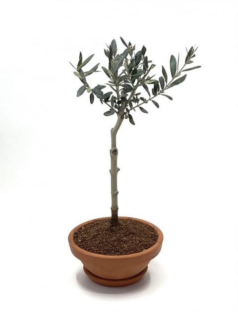 Zeytin Ağacı Bonsai Seti