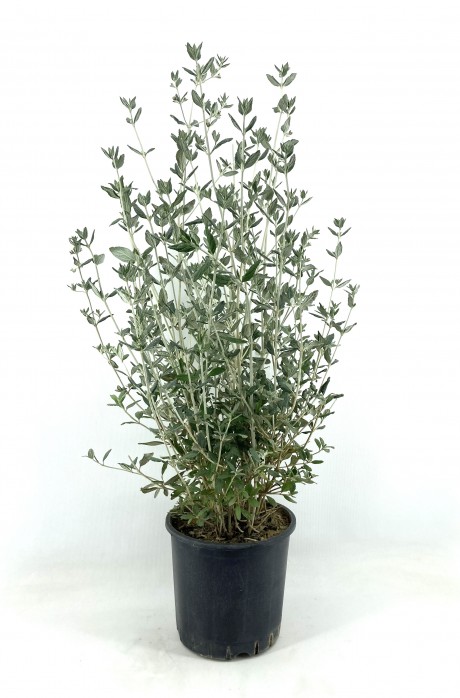 Zeytin Çalısı 40-50 cm-2 Adet