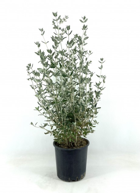 Zeytin Çalısı 40-50 cm